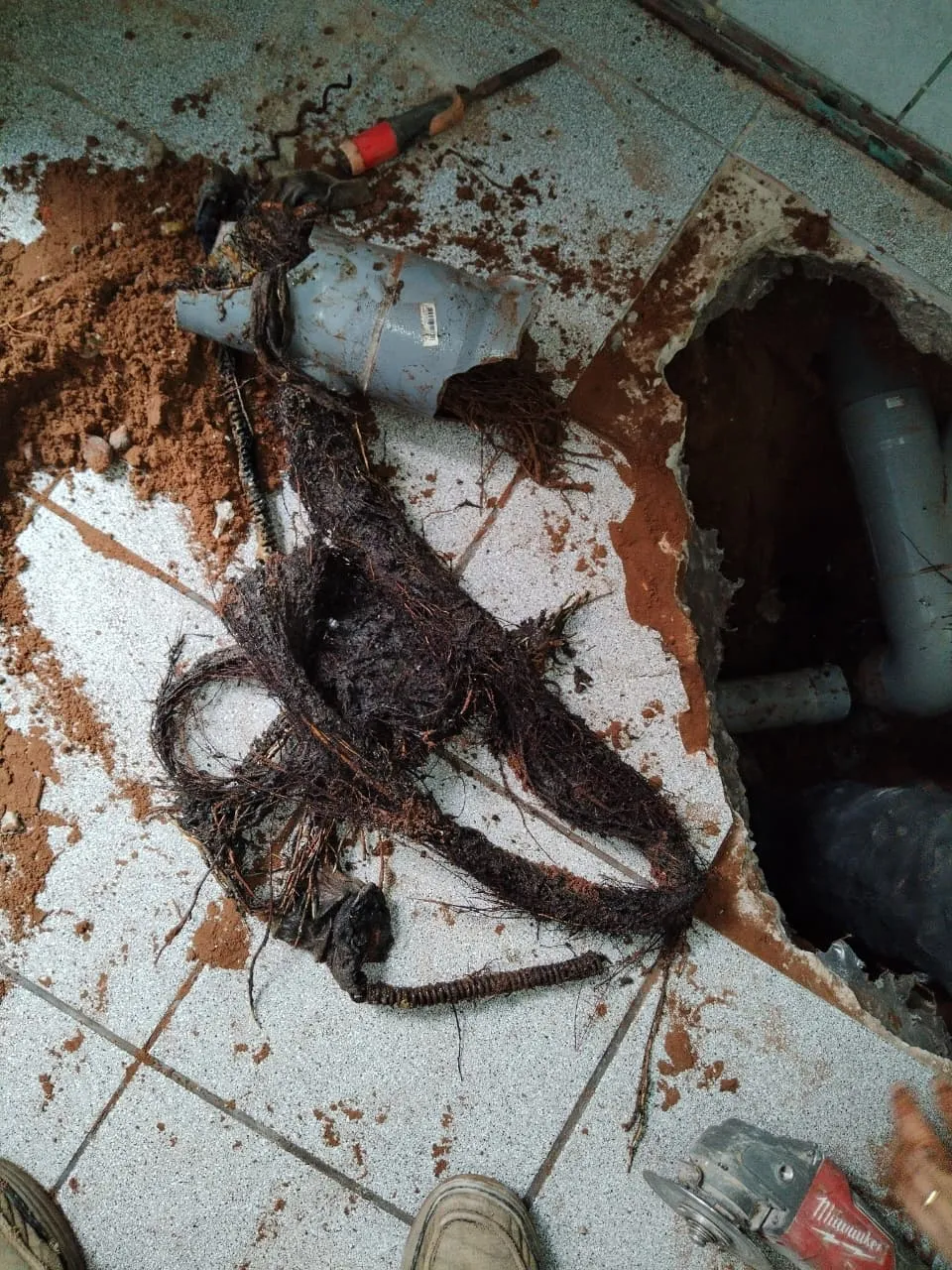 Mata de raíces extraída de un ducto domiciliario, sobre el piso abierto y junto al tramo de tubería a la vista